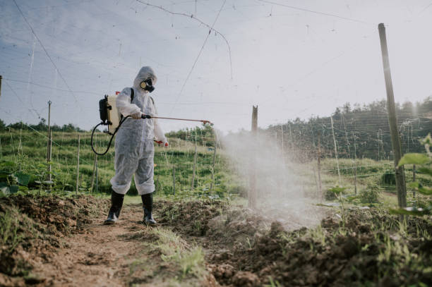 Wasp Removal Services in Evergreen, CO
