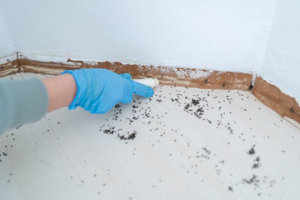 Pest Prevention Services in Evergreen, CO